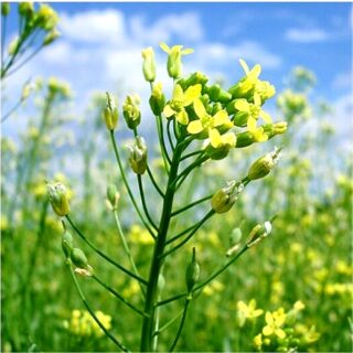 cameline en fleur