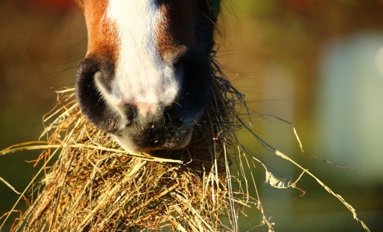 Aliments animaux