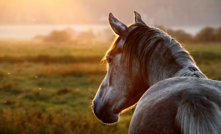 Pension de chevaux