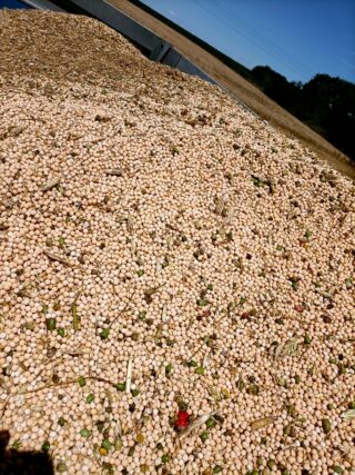 Récolte pois