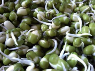Pois germés